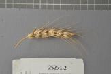 Click for 1 image(s) for this accession. Spike